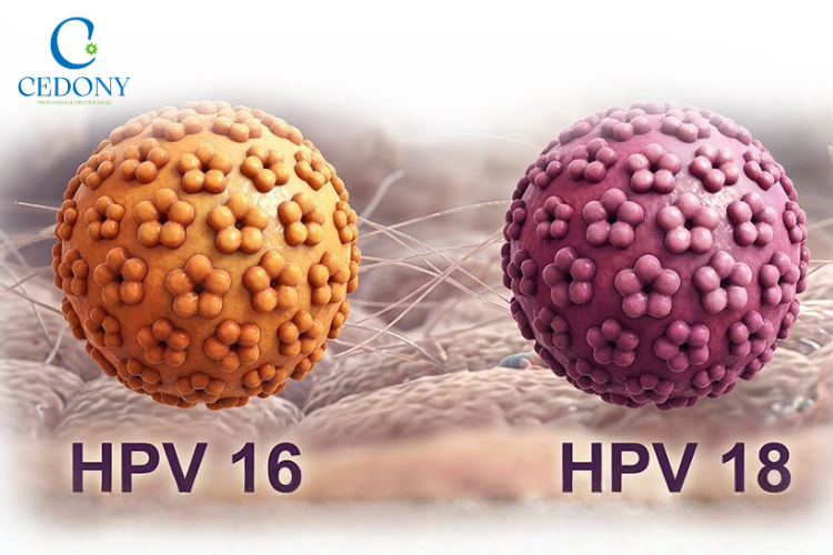 HPV 16 và HPV 18 là hai chủng nguy cơ cao cần được theo dõi và điều trị kịp thời