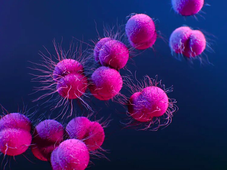 Vi khuẩn Neisseria Gonorrhoeae là một trong những nguyên nhân gây viêm nhiễm